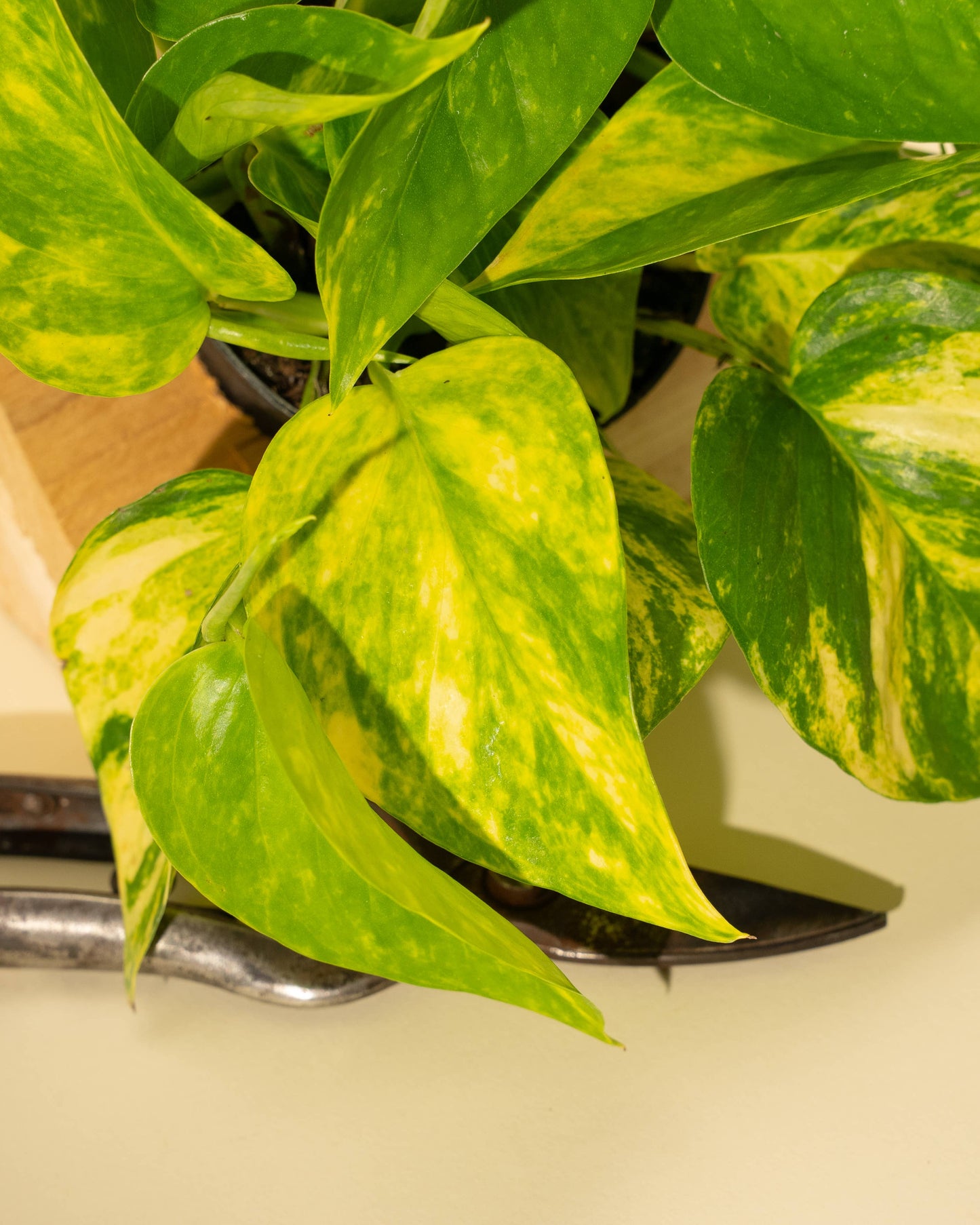 4" Pothos 'Golden Hi Color'