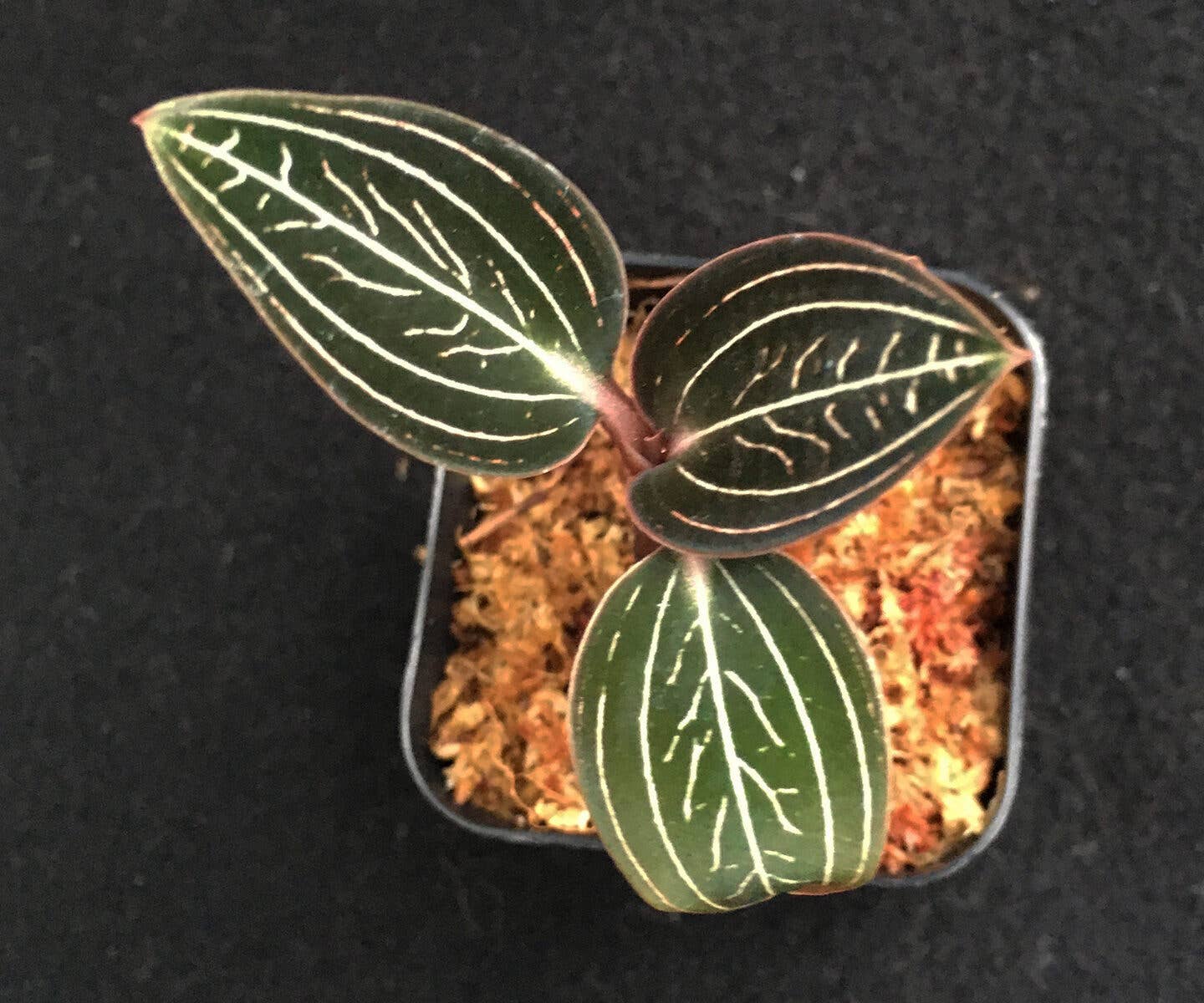 3” Ludisia Discolor "Jewelyana" Plant