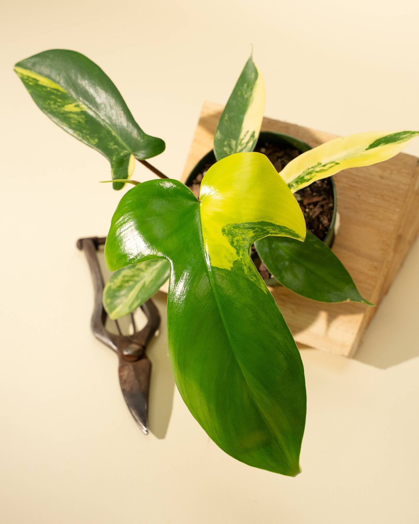 4" Philodendron Florida Beauty 'Sunrise'