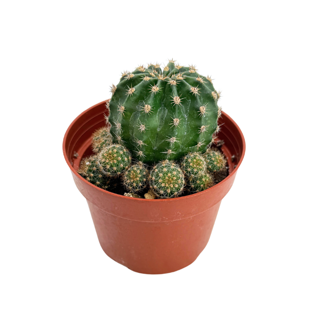 Easter Lilly Cactus | 4 inch | Echinopsis oxygona: 4 inch