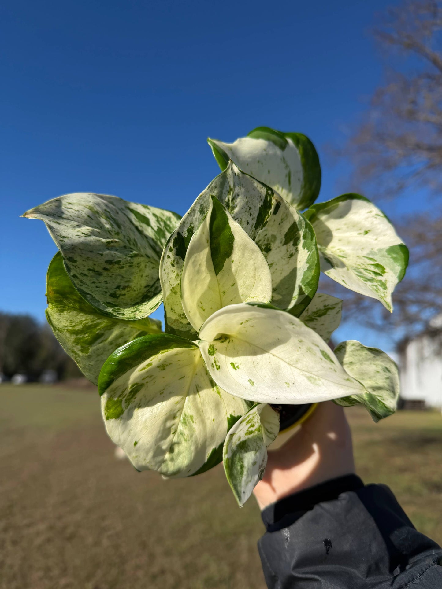 POTHOS Manjula Happy Leaf Live Plant 4in