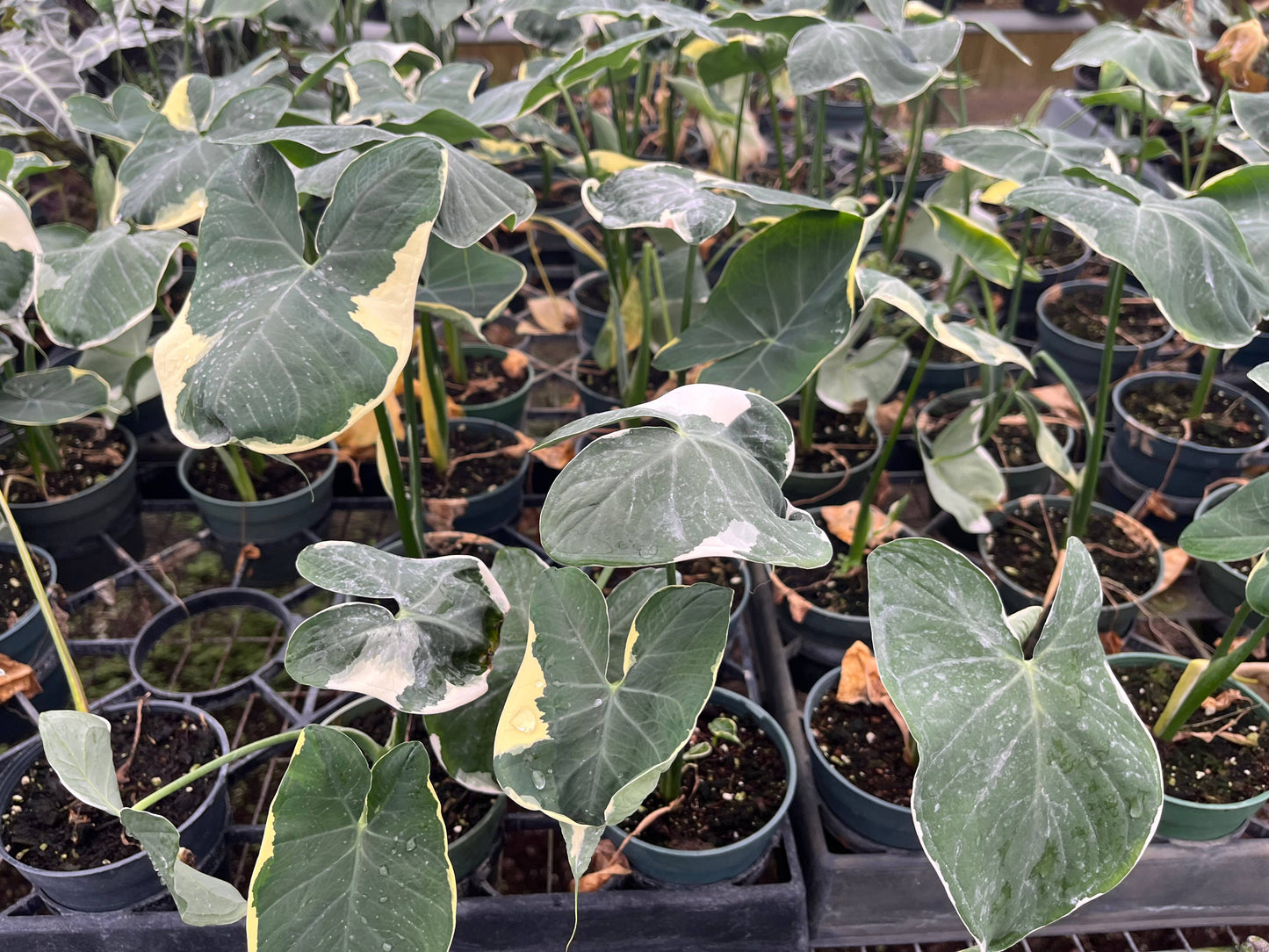4" Alocasia "Mickey Mouse" Live Plant