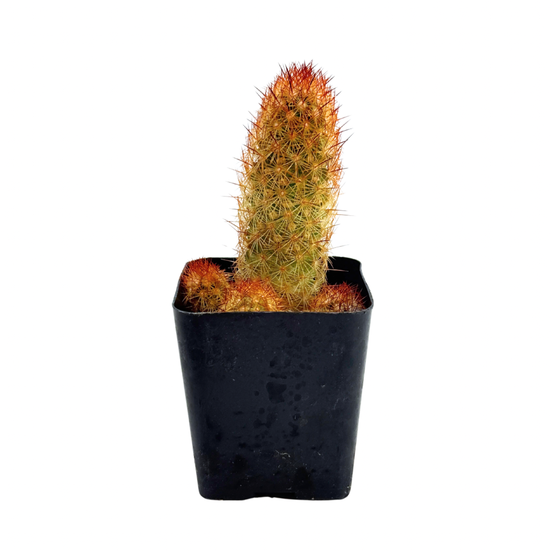 Copper King Cactus | 2.5 inch | Mammillaria elongata: 2.5 inch