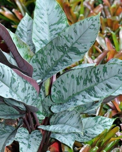 Apoballis Lavallei. 2-3 inch starter plant. : No. I will pot them myself. I would rather save the money.