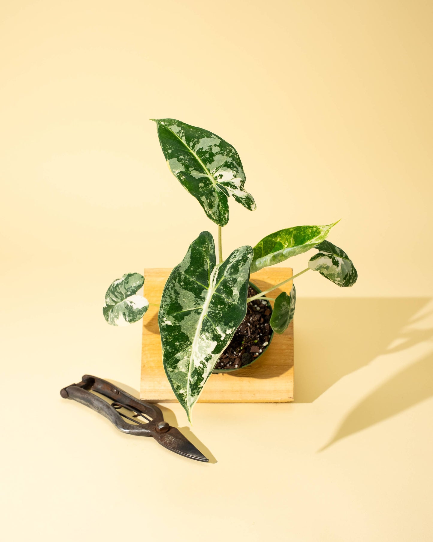 4" Variegated Alocasia 'Frydek'