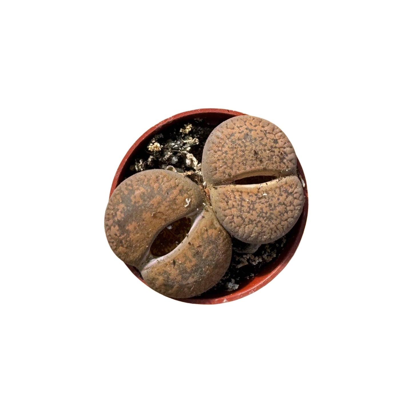 Lithops | 1.5 inch: 1.5 inch