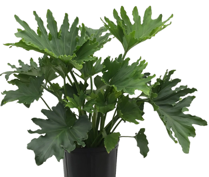 Philodendron Hope. 2-3 inch starter plant.