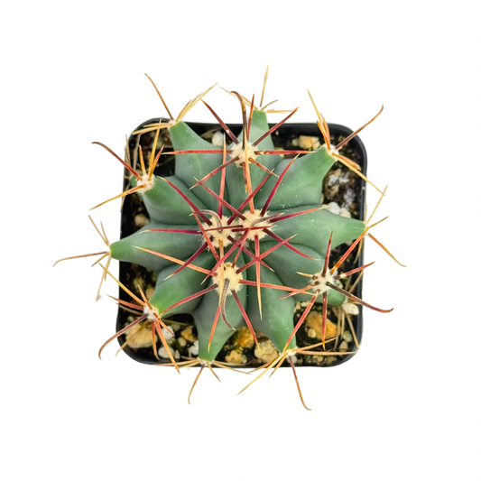 Fire Barrel Cactus | 2.5 inch | Ferocactus gracilis: 2.5 inch