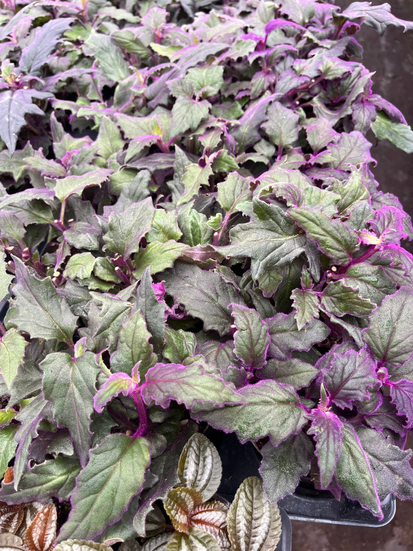 Purple Passion Plant, 4" Pots