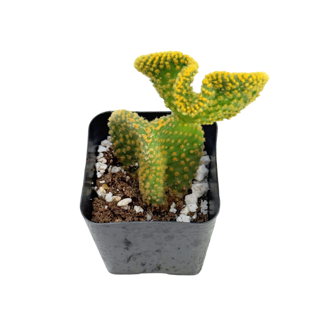 Crazy Bunny Ears | 2.5 inch | Opuntia microdasys monstrosa: 2.5 inch
