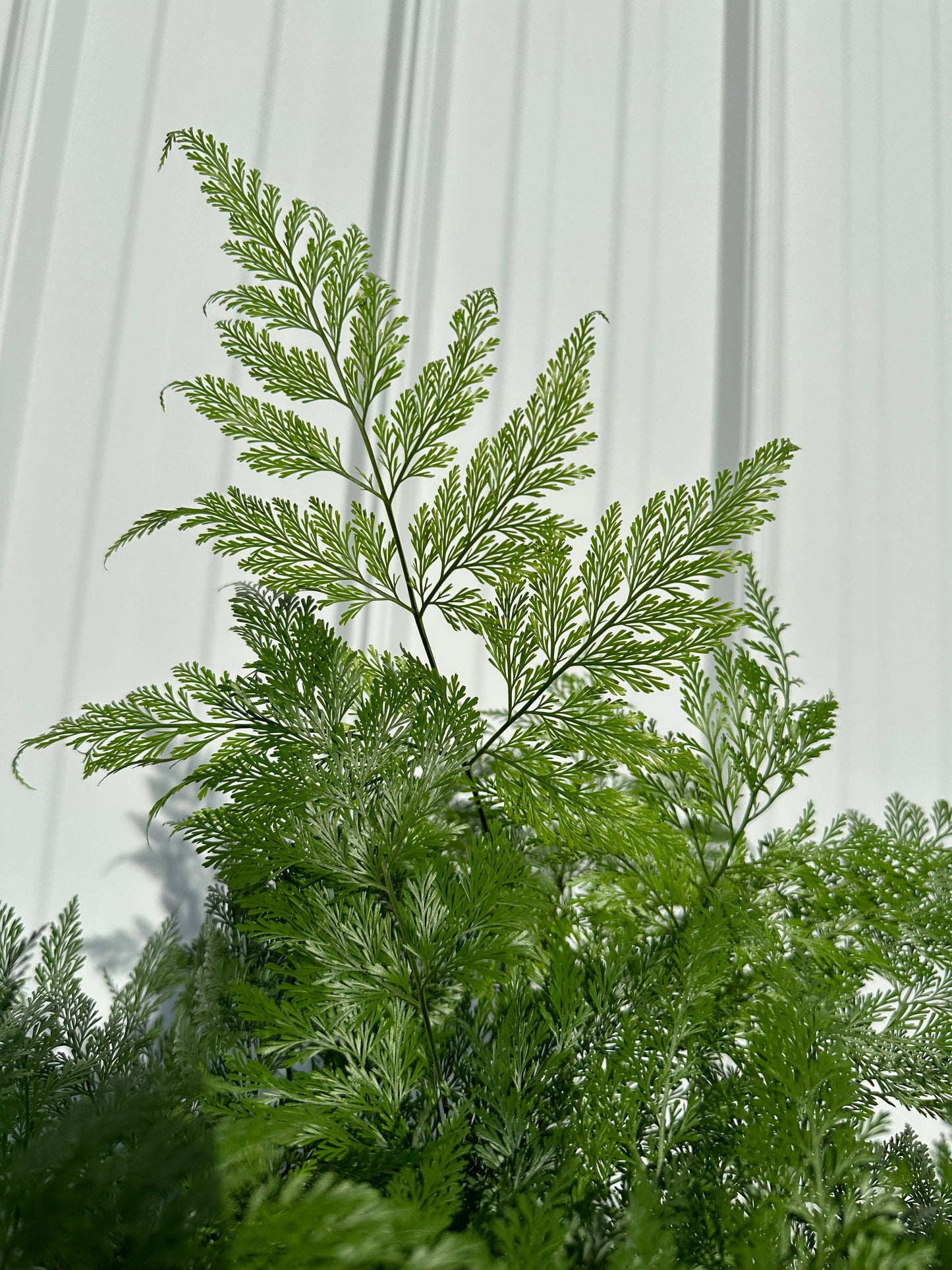 FERN Footed Deer Foot Live Plant 4in