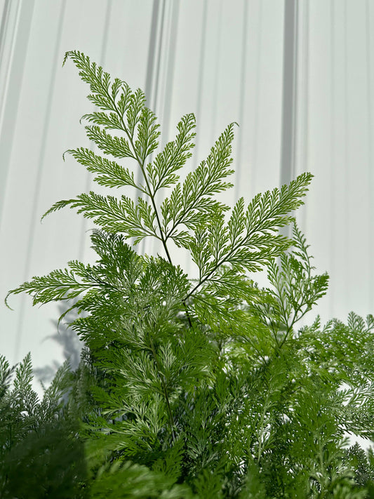 FERN Footed Deer Foot Live Plant 4in