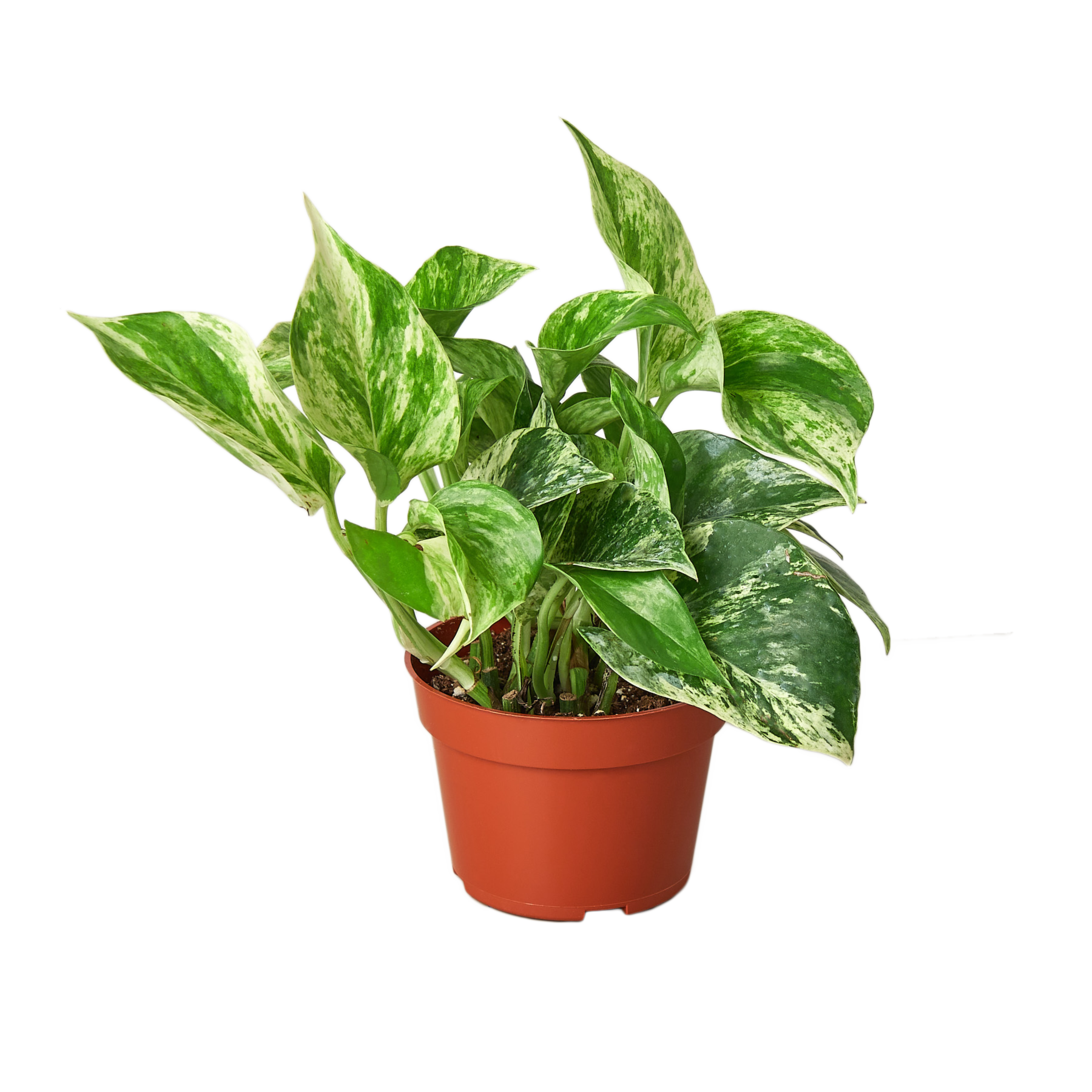 POTHOS MARBLE QUEEN 4-inch