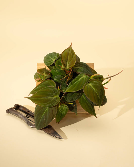 4" Philodendron 'Micans'