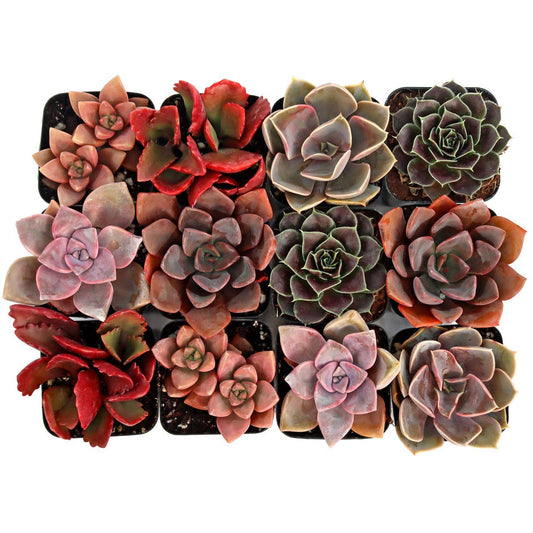 Pink & Purple & Red Succulent 12-Pack (6 Varieties, 2" Pots)