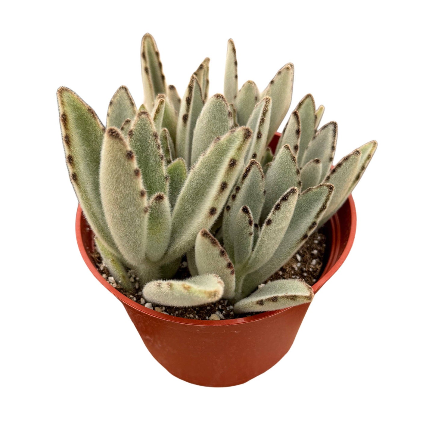 Panda Plant | 4 inch | Kalanchoe tomentosa: 4 inch