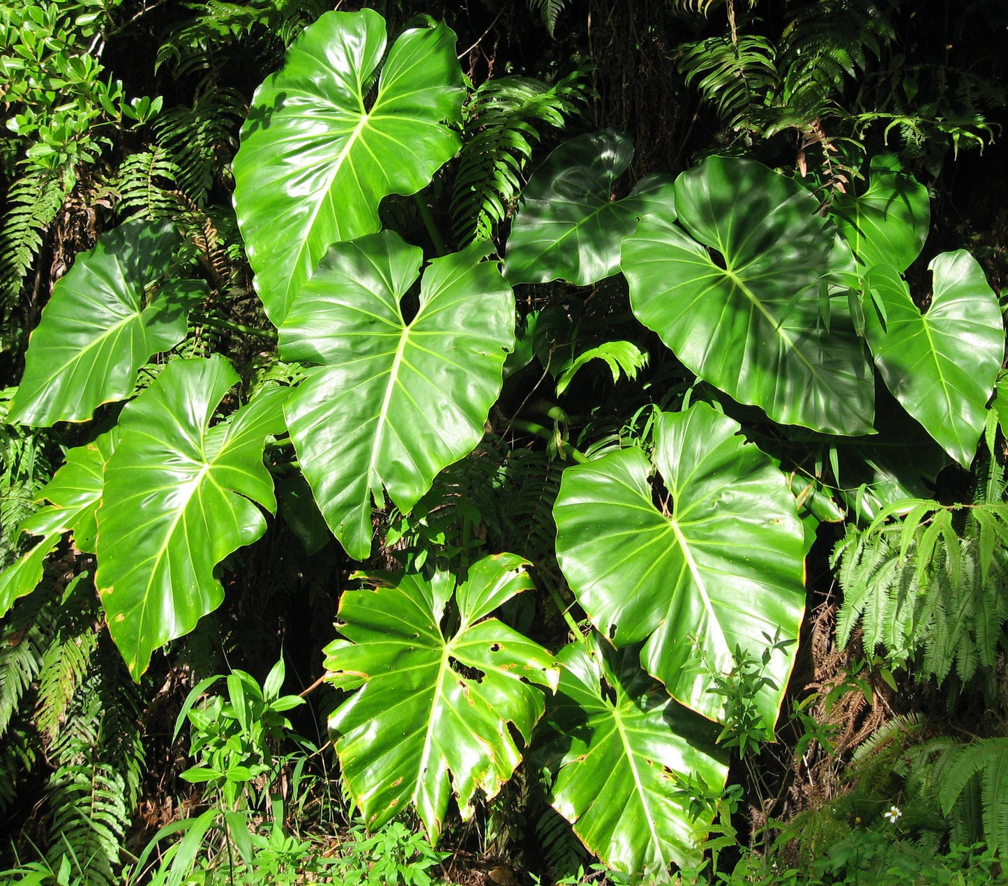 Philodendron Giganteum: