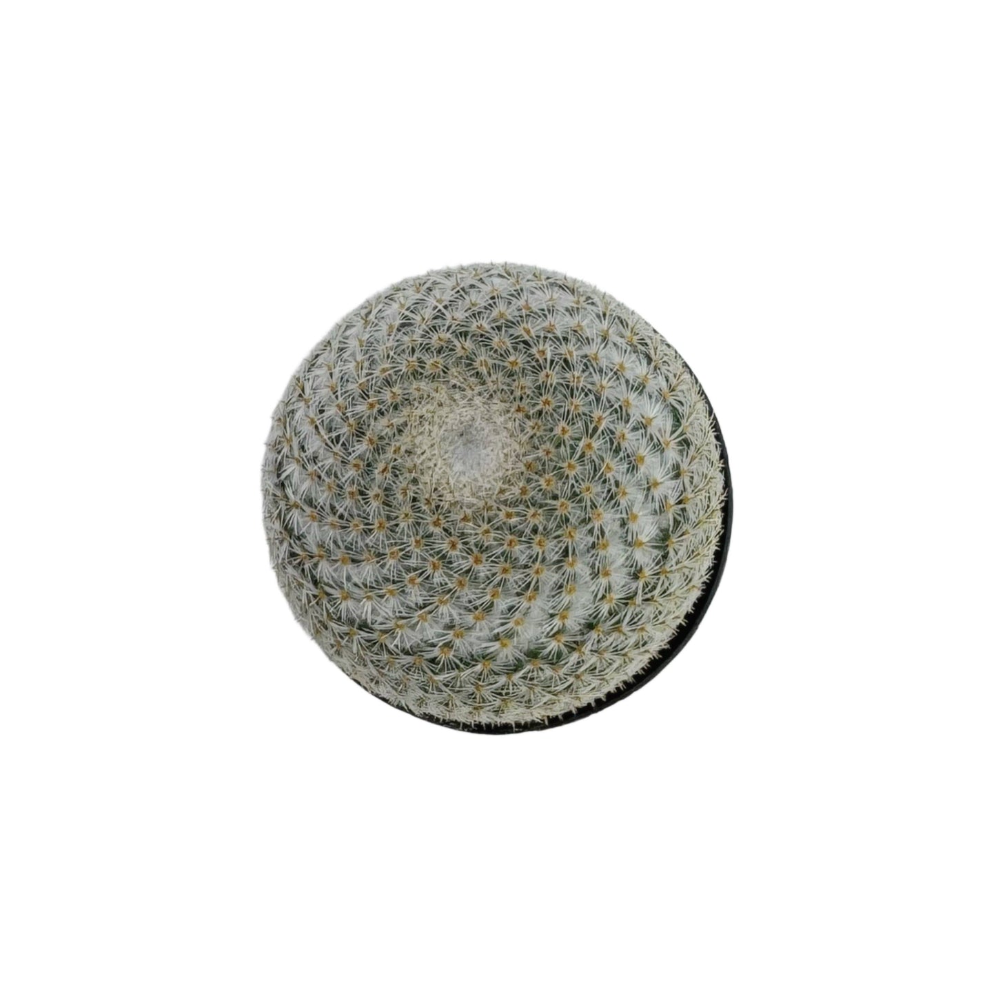 Mammillaria elegans | 2.5 inch: 2.5 inch