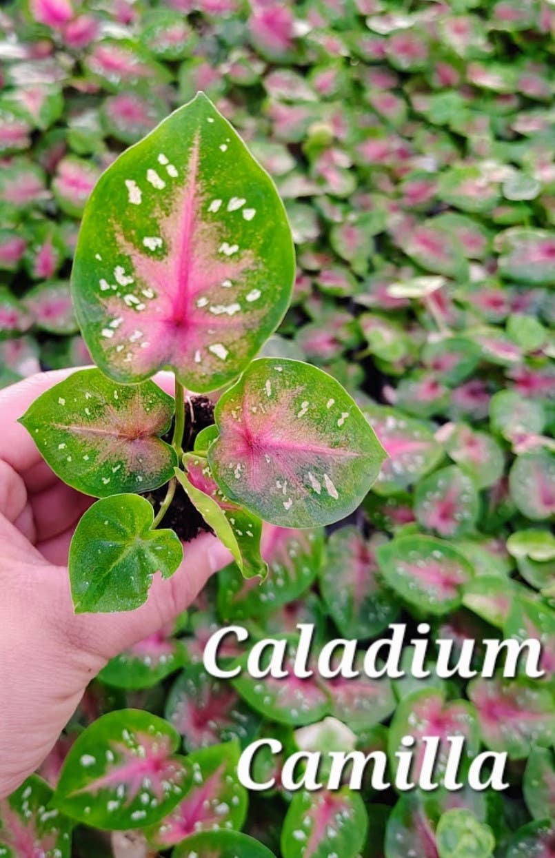 Bi Color "Camilla"  Caladium