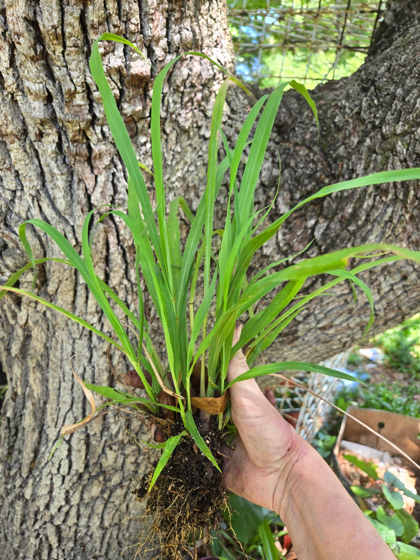 Lemon Grass - Live Rooted Plant