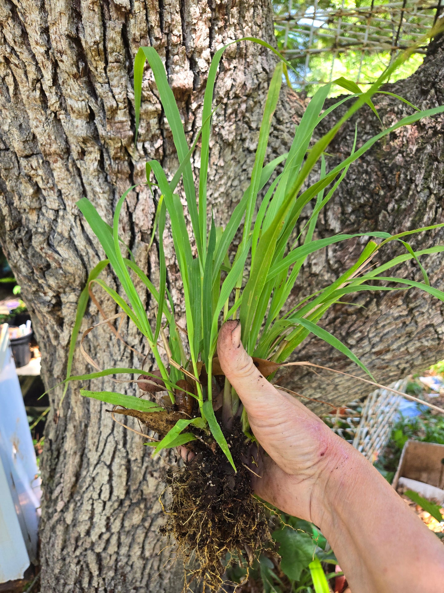 Lemon Grass - Live Rooted Plant