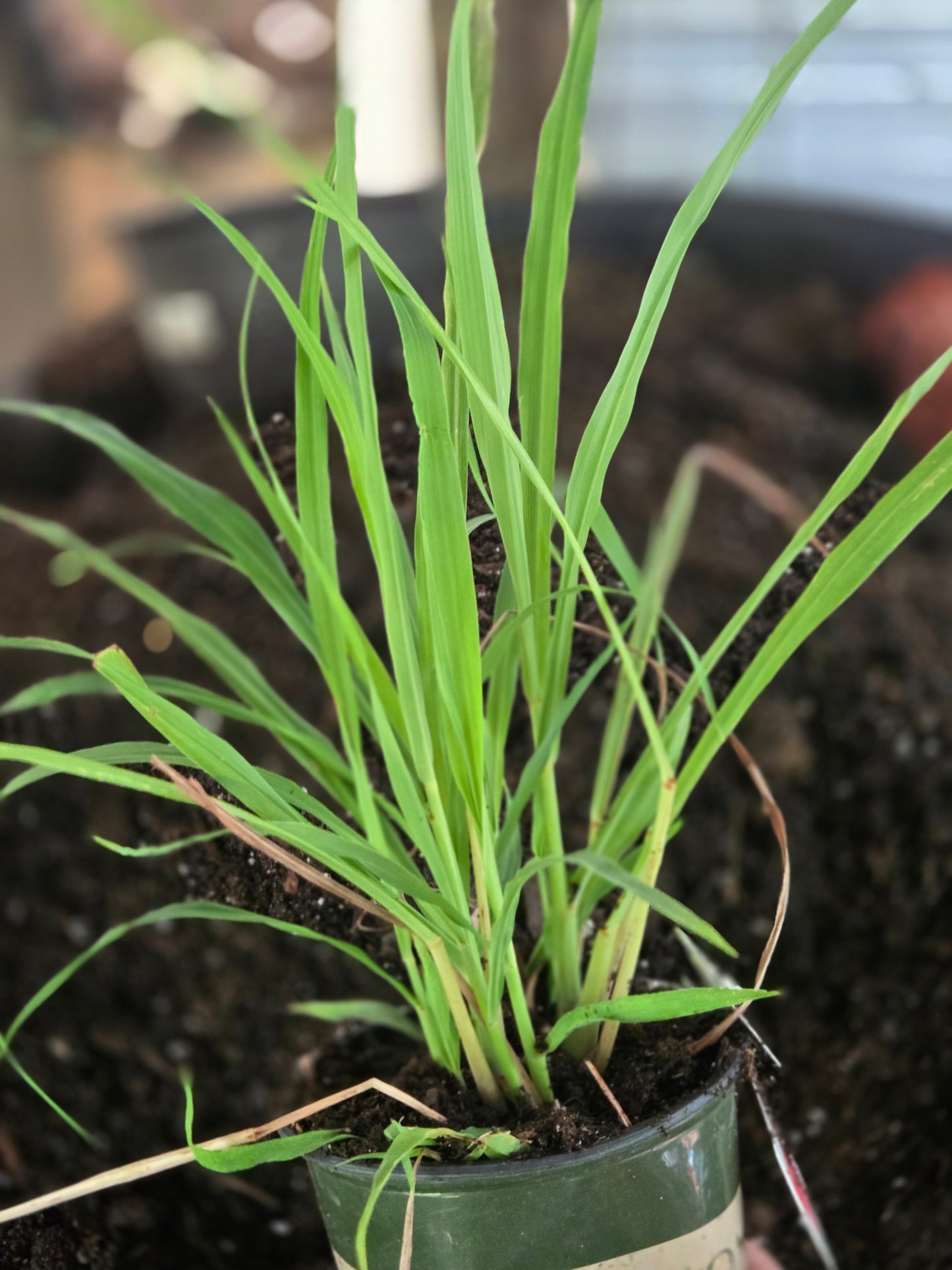 Lemon Grass - Live Rooted Plant