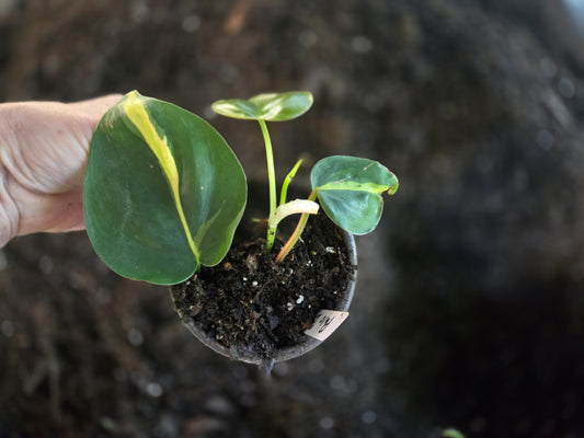 Philodendron 'Brasil' live starter plant