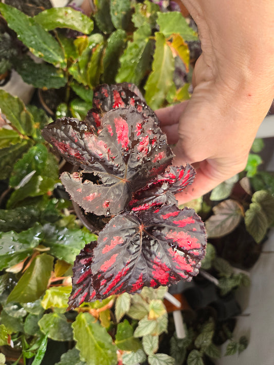 Begonia Rex  'Red PAINTED ASSORTED" Live Plant