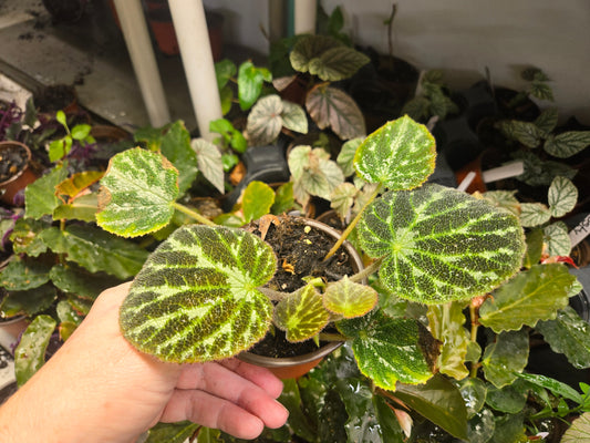 Begonia 'SILVER JEWEL' Live Plant