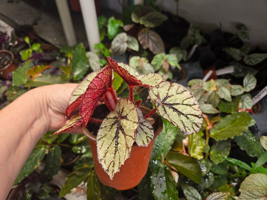 Begonia rex  'DEW DROP' Live Plant