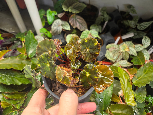 Begonia Rex  'TIGER PAWS/NEON SPLASH"Live Plant