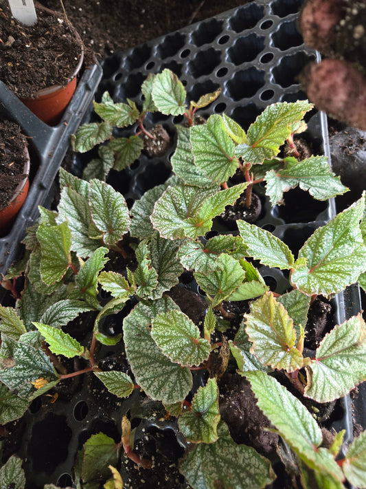 1 Live   Angel Wing/cane Begonia SNOW CAPPED Rooted