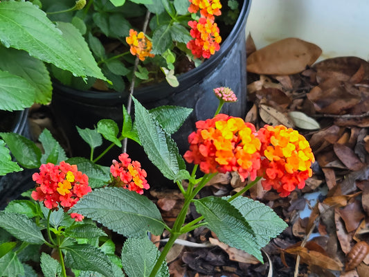 Lantana 'FIREWORKS 1 Live Rooted  Plant Explosive Color