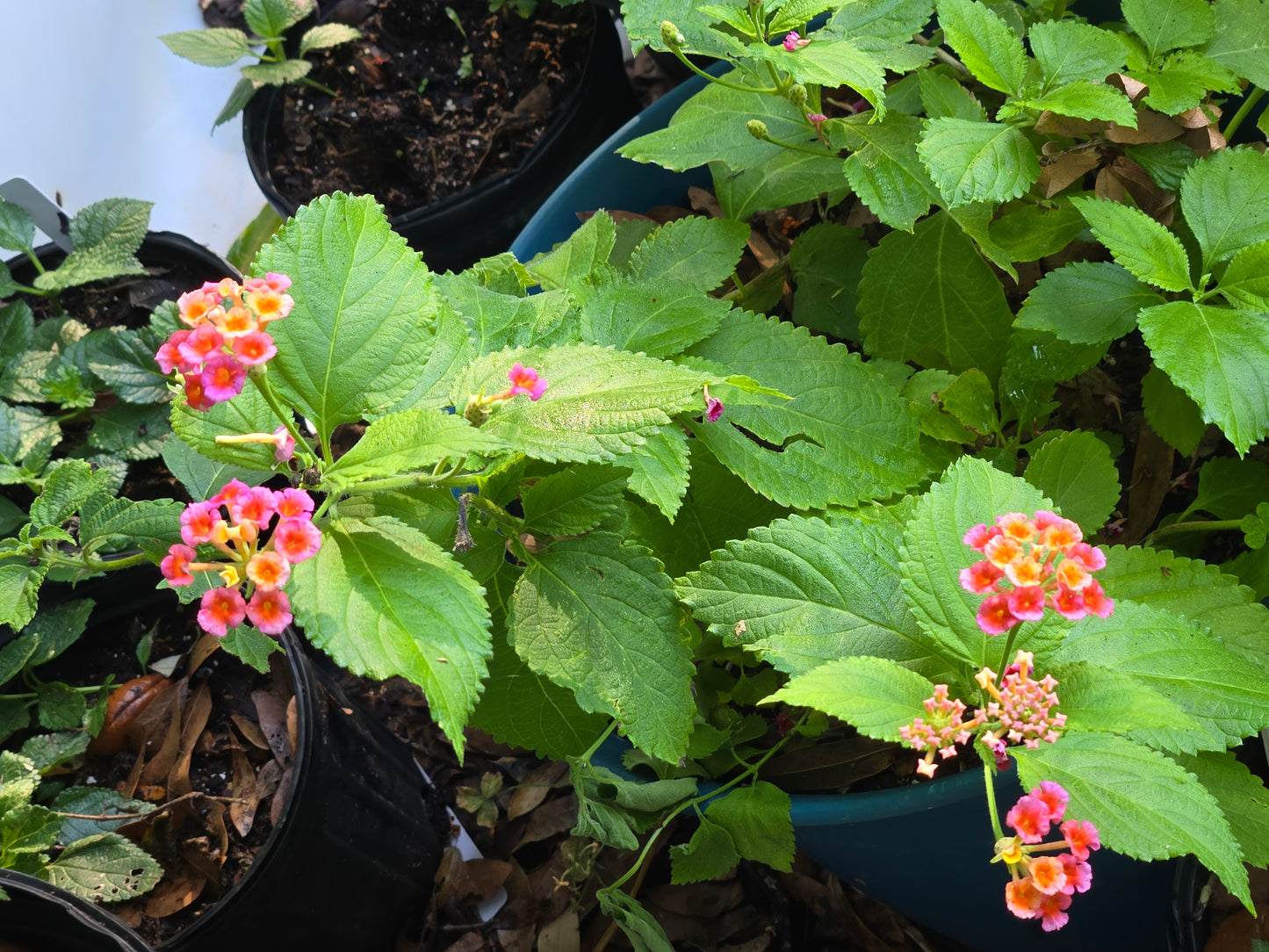 Lantana "CONFETTI " Live Rooted plant