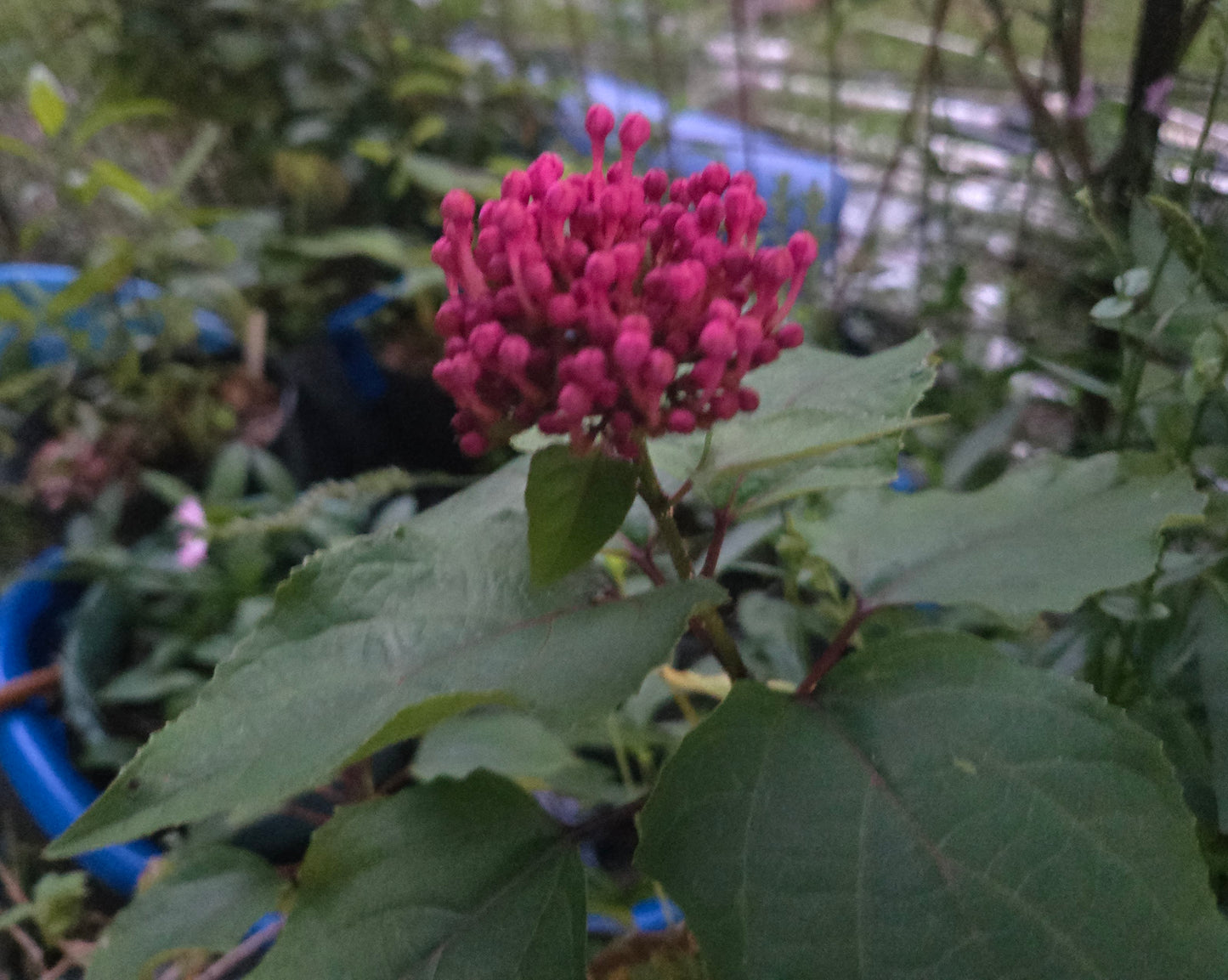 Mexican Hydrangea