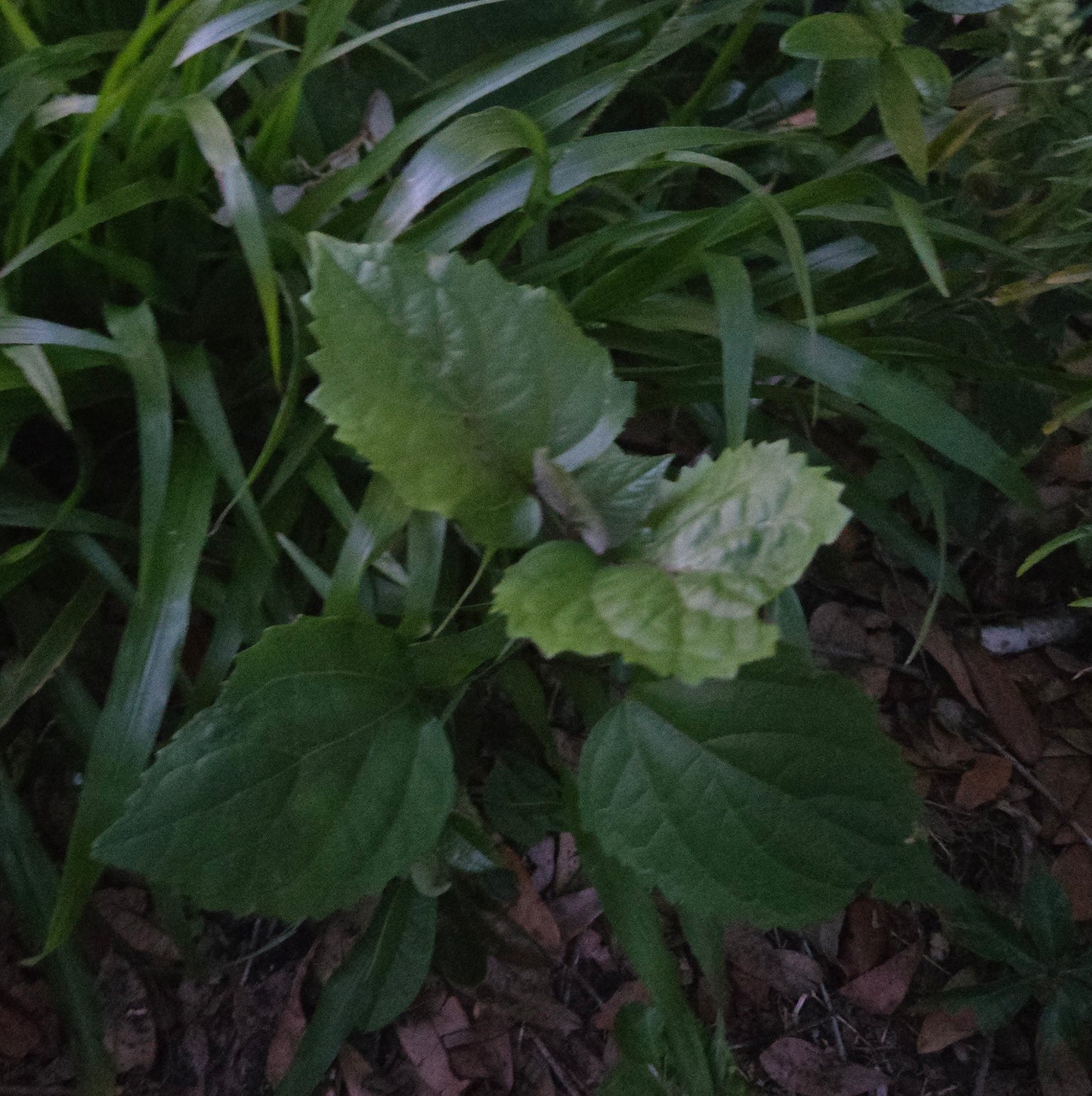 Mexican Hydrangea