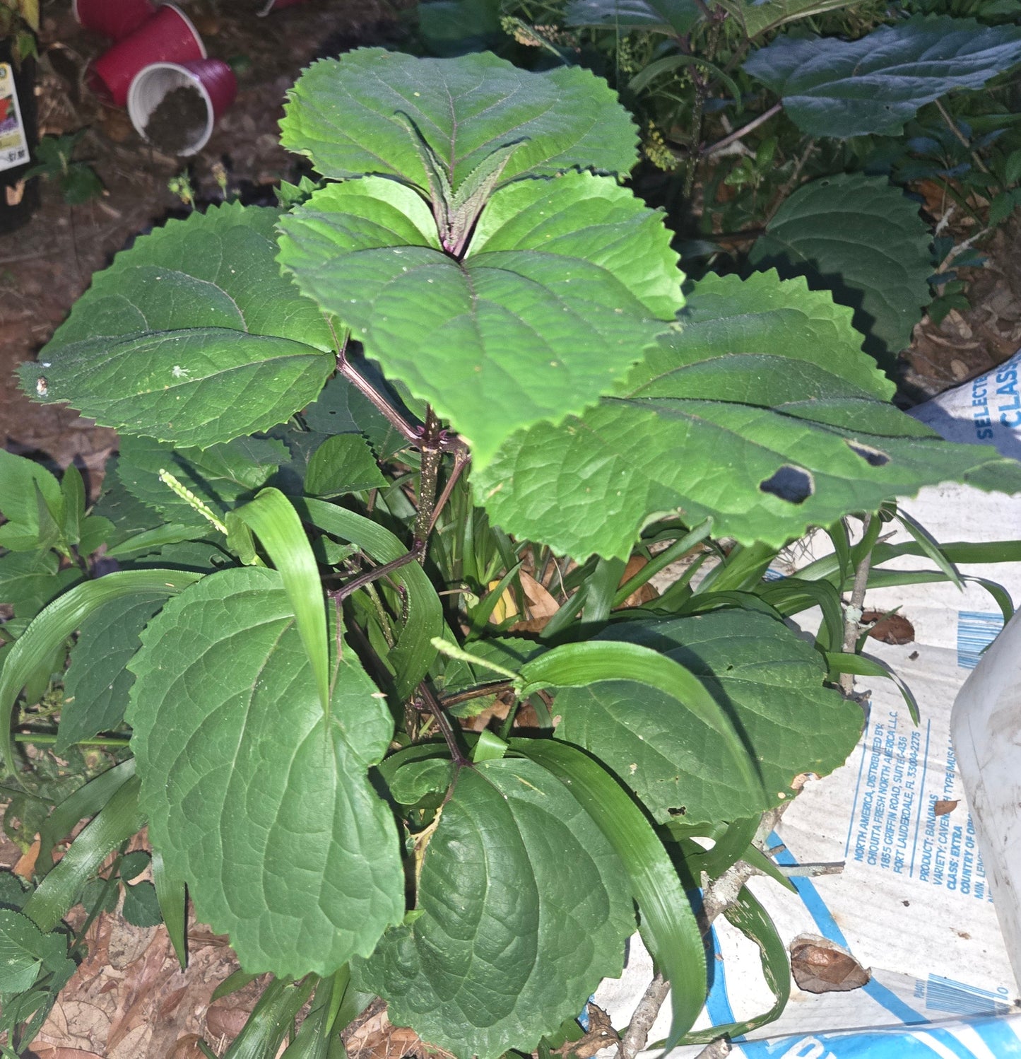 Mexican Hydrangea