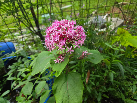 Mexican Hydrangea