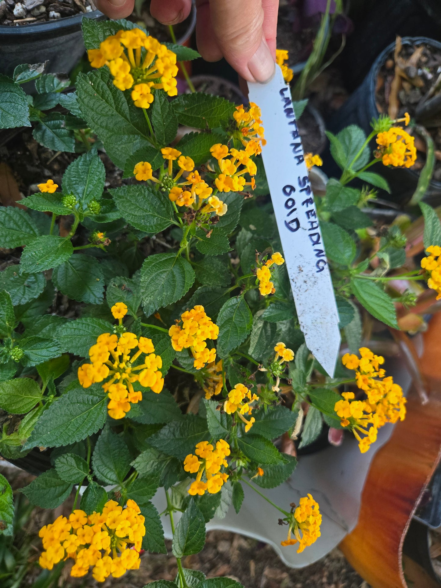 Lantana "SPREADING GOLD " Live Rooted Starter  Plant