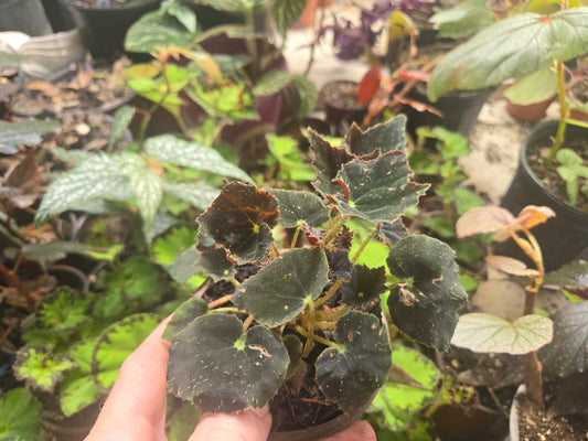 Small Live  Rex type Begonia 'BLACK VELVET Rooted