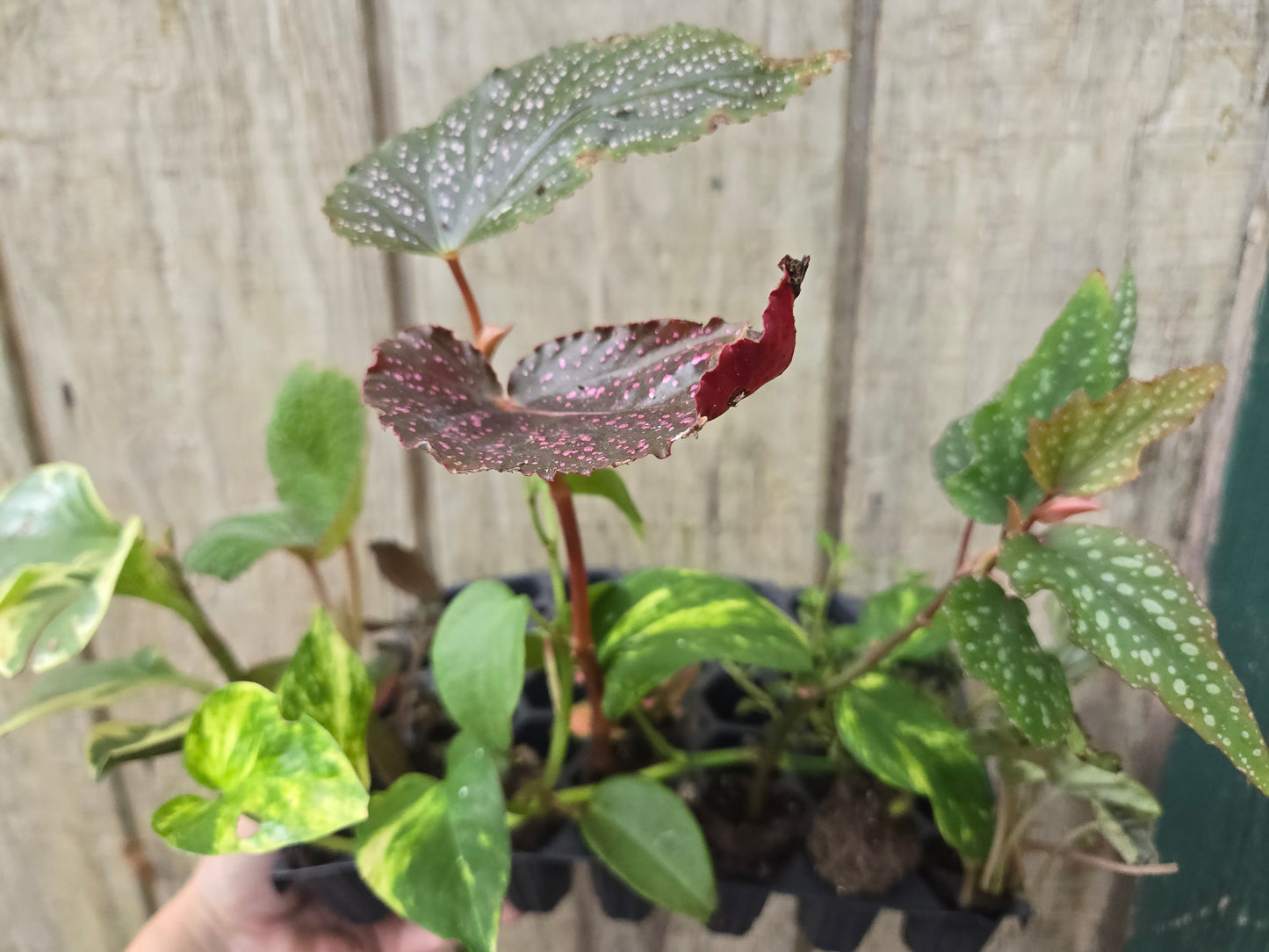 10 LOT of  Assorted Houseplants