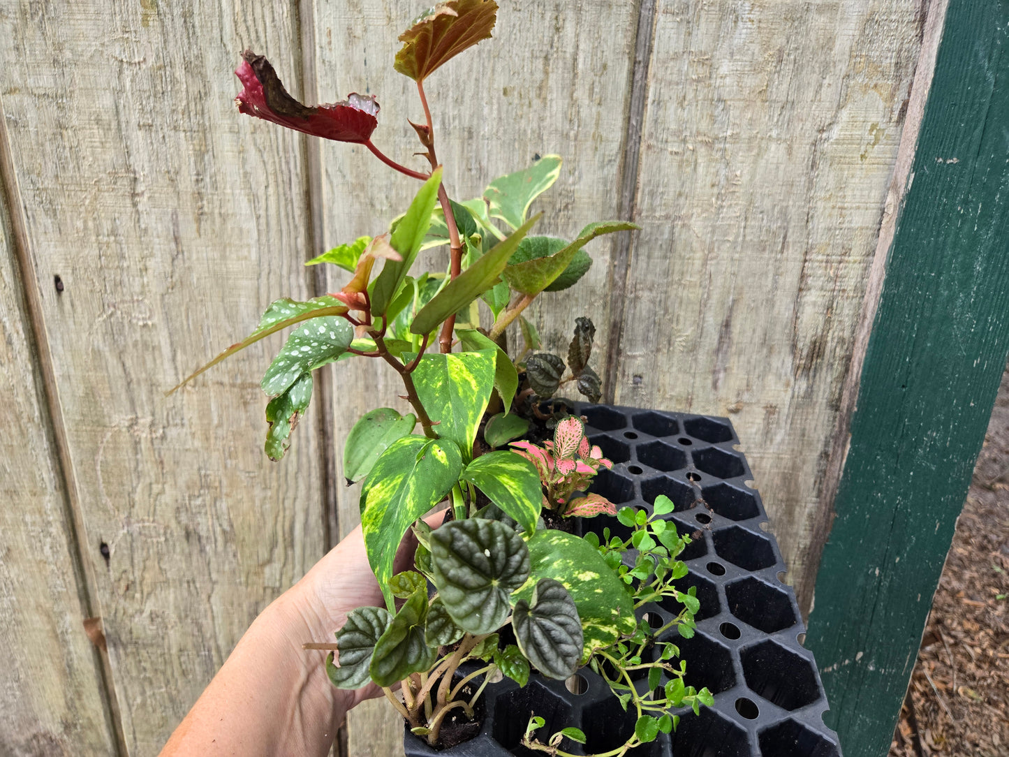 10 LOT of  Assorted Houseplants