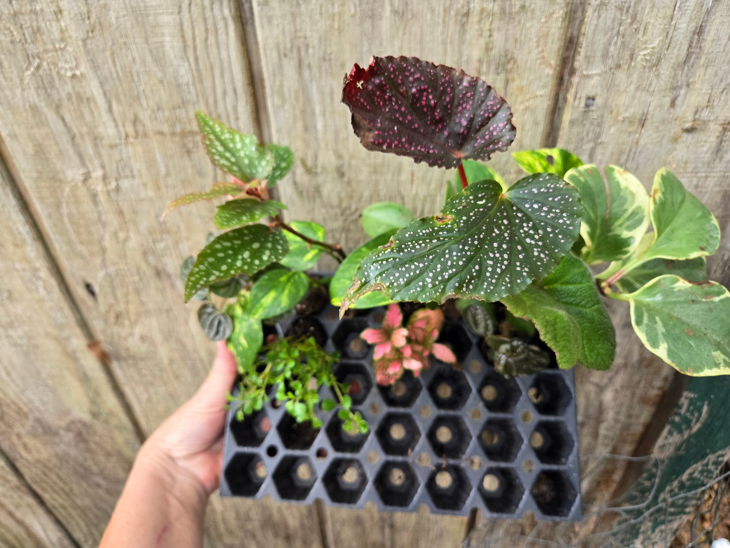 10 LOT of  Assorted Houseplants