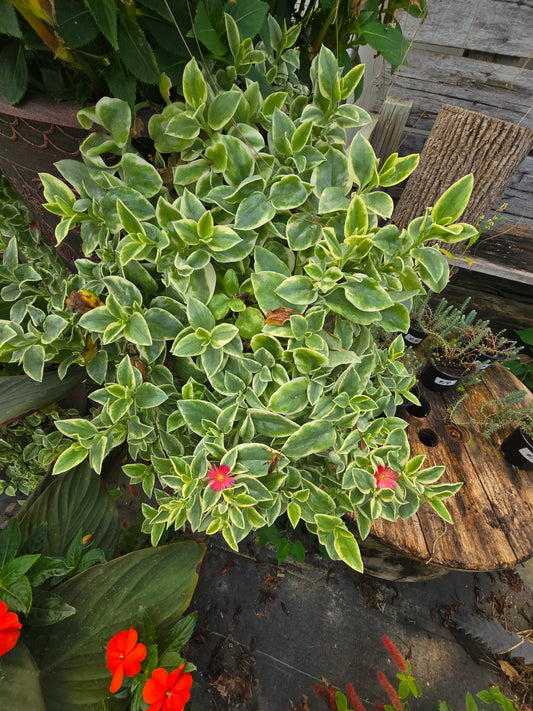 Variegated Dorotheanthus Red  (aptenia)/Livingstone Daisy. Baby Sun Rose