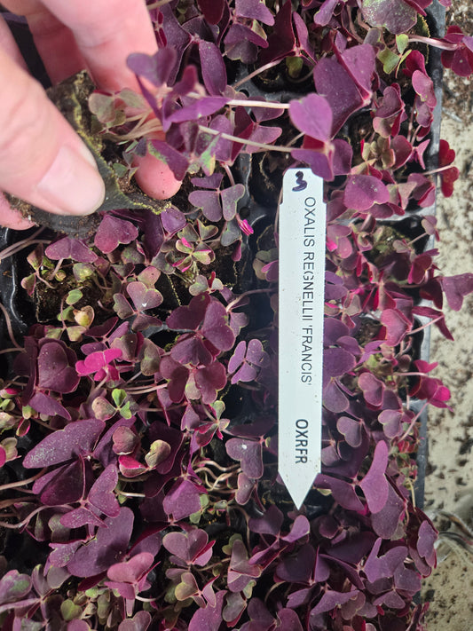 Oxalis Regnellii FRANCES Purple Shamrock Live Plant