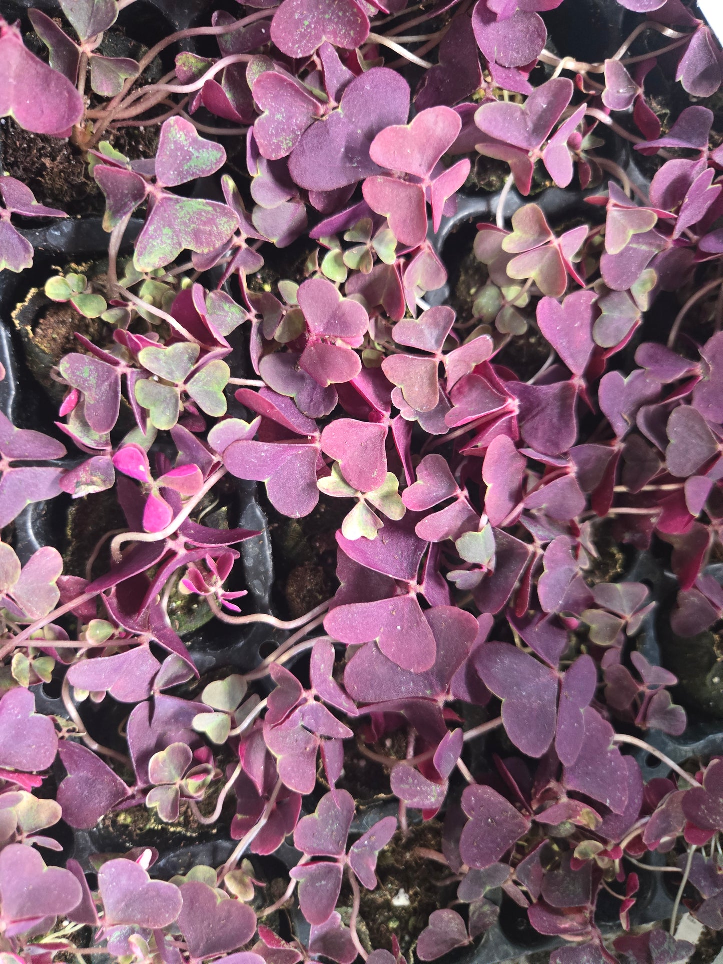 Oxalis Regnellii FRANCES Purple Shamrock Live Plant