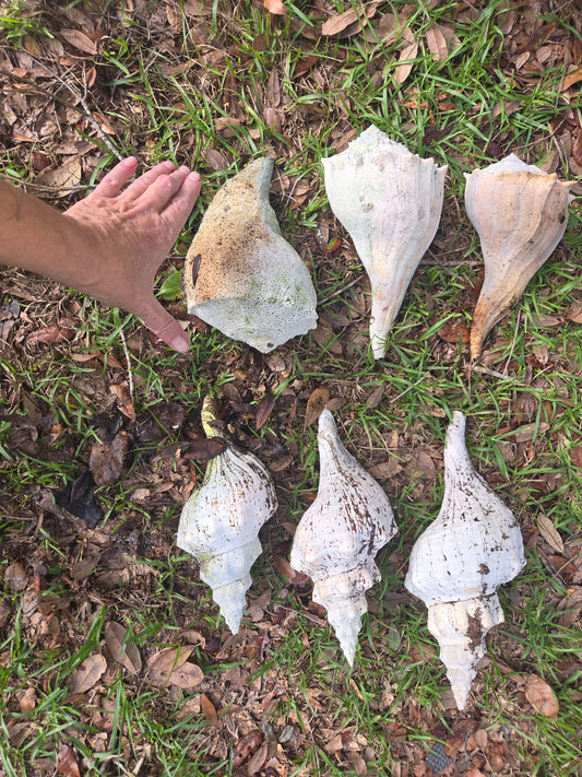 Medium CONCH SHELLS