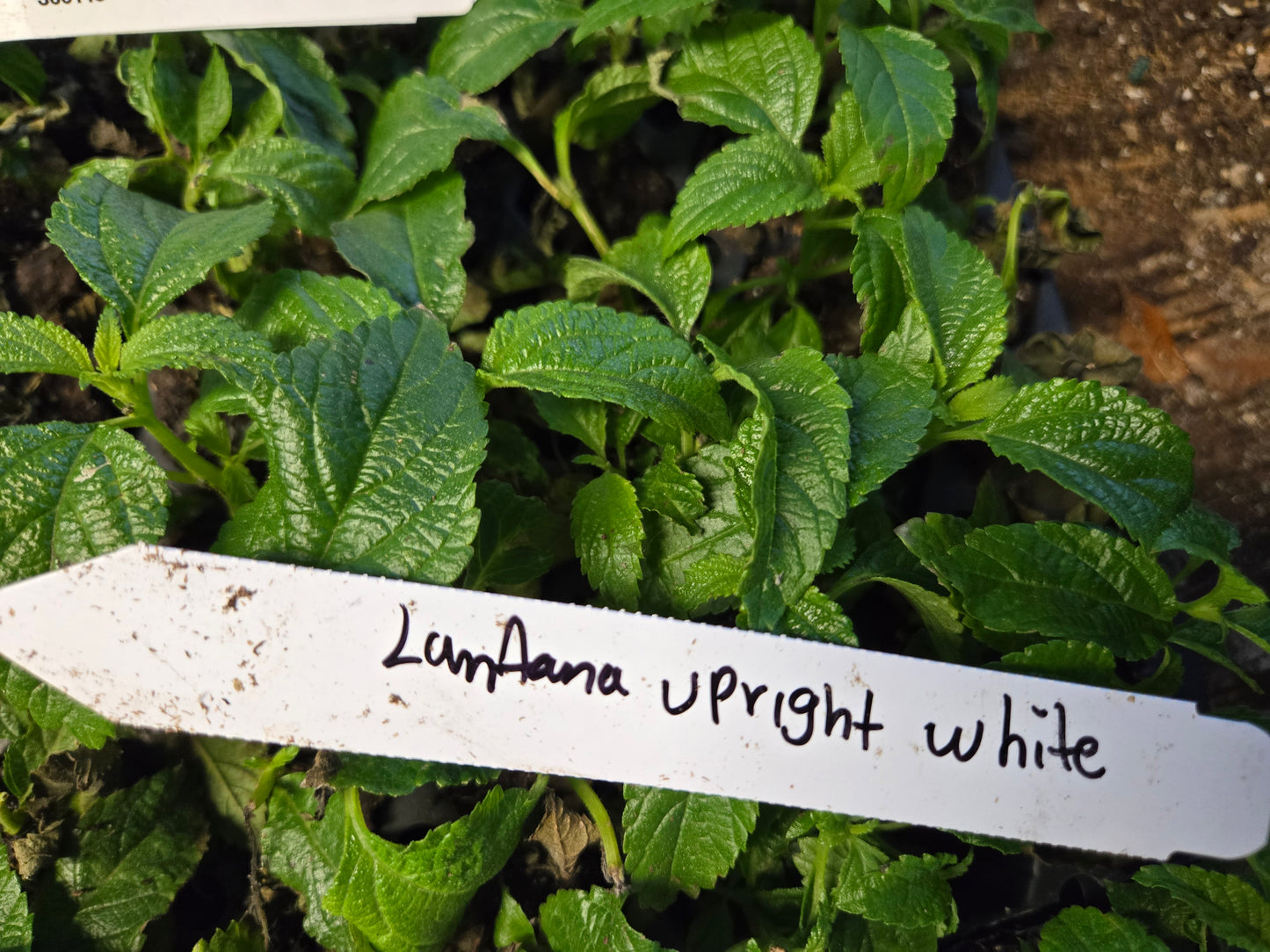 Lantana " UPRIGHT WHITE  " Live Rooted Starter  Plant