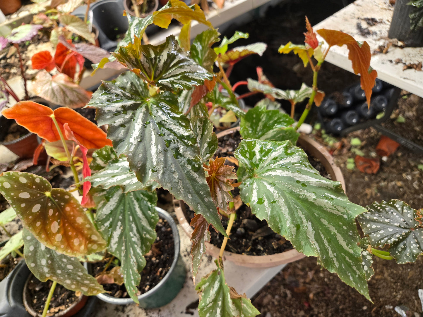 1 Live  5in Tall  Angel Wing/cane Lana Begonia Rooted Plant