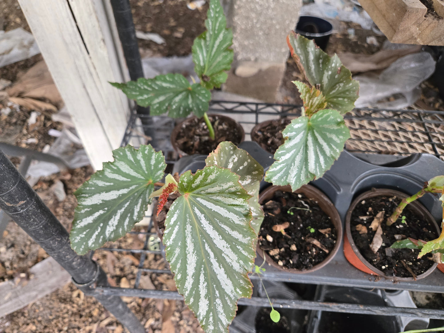 1 Live  5in Tall  Angel Wing/cane Lana Begonia Rooted Plant